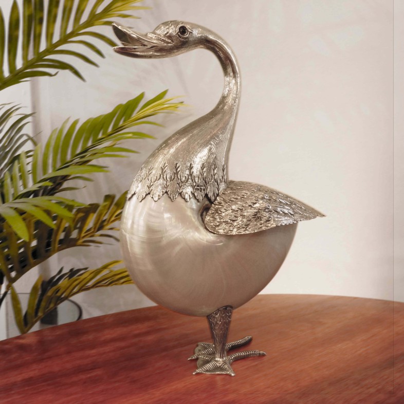 Pato Concha Nautilus