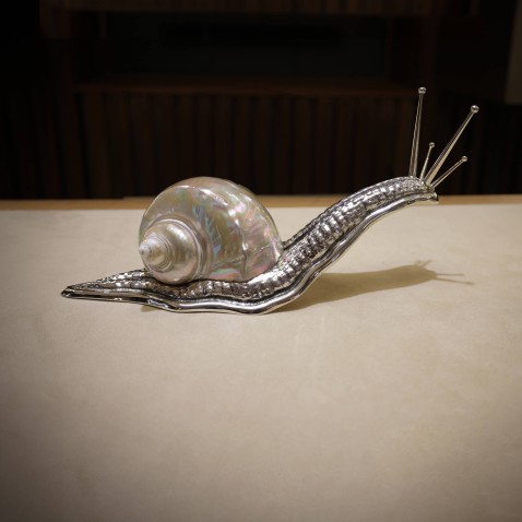 Caracol concha branca